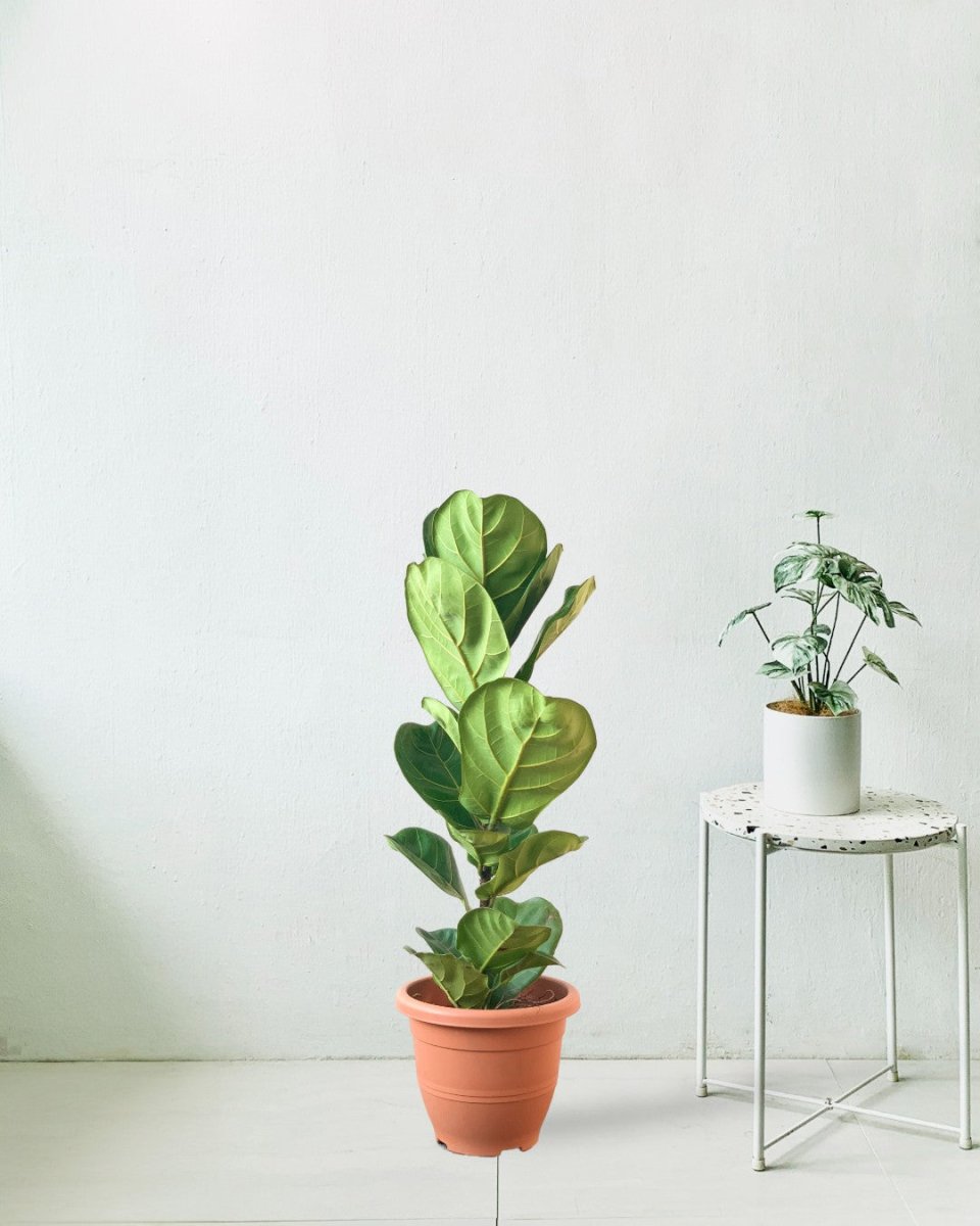 Large Ficus Lyrata (0.8m) - grow pot - Potted plant - Tumbleweed Plants - Online Plant Delivery Singapore