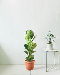 Large Ficus Lyrata (0.8m) - grow pot - Potted plant - Tumbleweed Plants - Online Plant Delivery Singapore