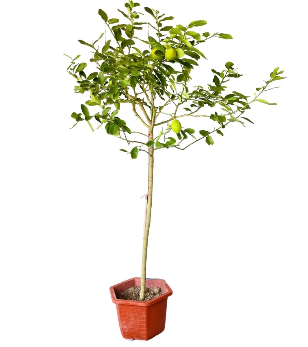 Large Lemon Tree (1.5 - 1.8m) - large terrazzo cube - Potted plant - Tumbleweed Plants - Online Plant Delivery Singapore