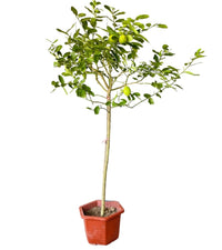 Large Lemon Tree (1.5 - 1.8m) - large terrazzo cube - Potted plant - Tumbleweed Plants - Online Plant Delivery Singapore