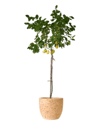 Large Lemon Tree (1.5 - 1.8m) - egg pots - large/pink - Potted plant - Tumbleweed Plants - Online Plant Delivery Singapore