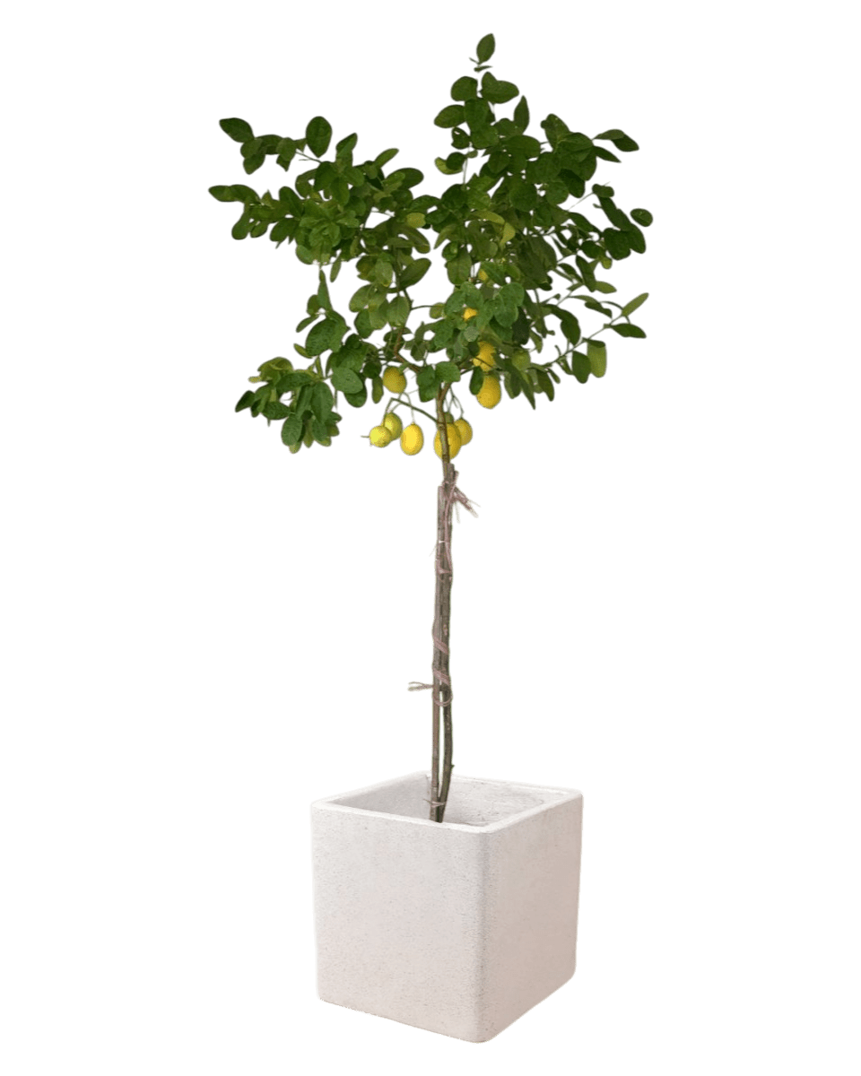 Large Lemon Tree (1.5 - 1.8m) - large terrazzo cube - Potted plant - Tumbleweed Plants - Online Plant Delivery Singapore
