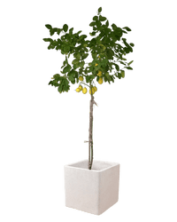 Large Lemon Tree (1.5 - 1.8m) - large terrazzo cube - Potted plant - Tumbleweed Plants - Online Plant Delivery Singapore