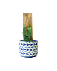 Rhaphidophora Cryptantha - grow pot - Potted plant - Tumbleweed Plants - Online Plant Delivery Singapore