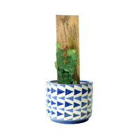 Rhaphidophora Cryptantha - Large