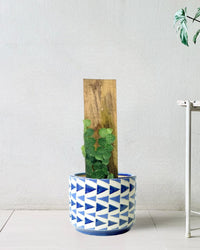 Rhaphidophora Cryptantha - grow pot - Potted plant - Tumbleweed Plants - Online Plant Delivery Singapore