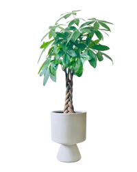 Money Tree - XL (1-1.6m)