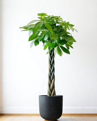 Money Tree - XL (1-1.6m)