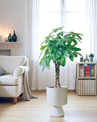 Money Tree - XL (1-1.6m)