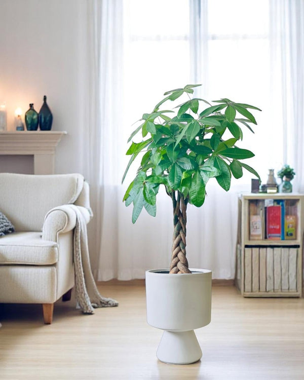 Money Tree - XL (1-1.6m)