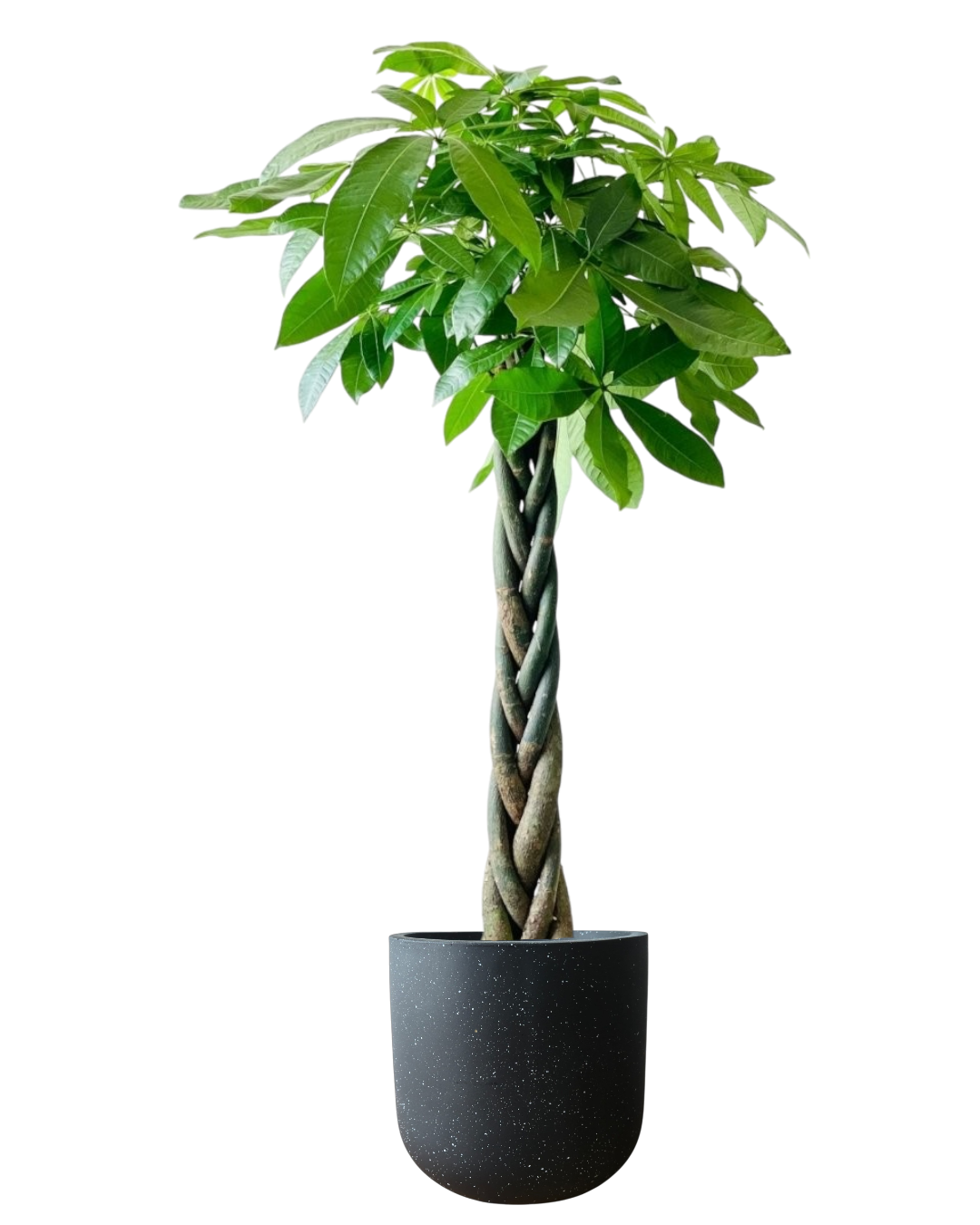 Money Tree - XL (1-1.6m)