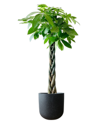 Money Tree - XL (1-1.6m)