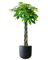 Money Tree - XL (1-1.6m)