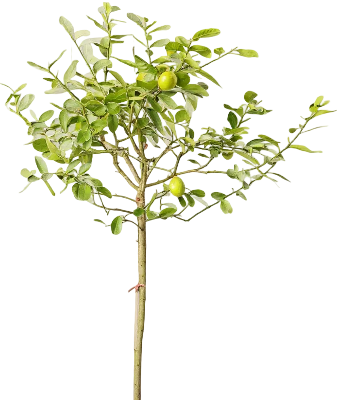 Lemon Tree Tall (1.5m)