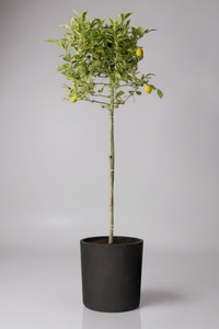 Lemon Tree Variegated (1.3-1.5m) - Potted plant -  Tumbleweed Plants