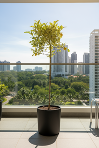 Lemon Tree Variegated (1.3-1.5m) - Potted plant -  Tumbleweed Plants