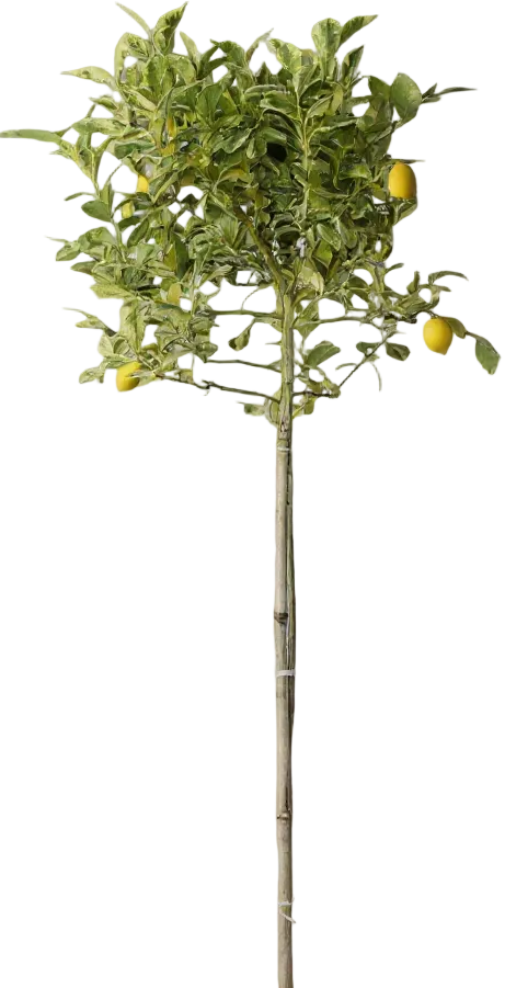 Lemon Tree Variegated (1.3-1.5m)