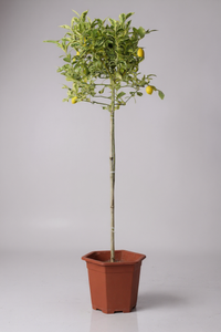 Lemon Tree Variegated (1.3-1.5m) - Potted plant -  Tumbleweed Plants