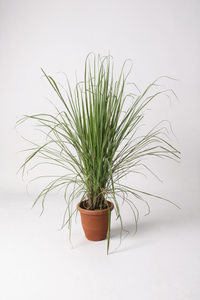 Lemongrass - Potted plant -  Tumbleweed Plants