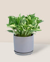 Little Cylinder Grey with Tray Planter - Pots -  Tumbleweed Plants
