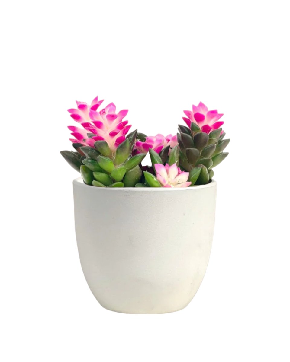 Little Sunrise Succulents - grow pot - Potted plant - Tumbleweed Plants - Online Plant Delivery Singapore