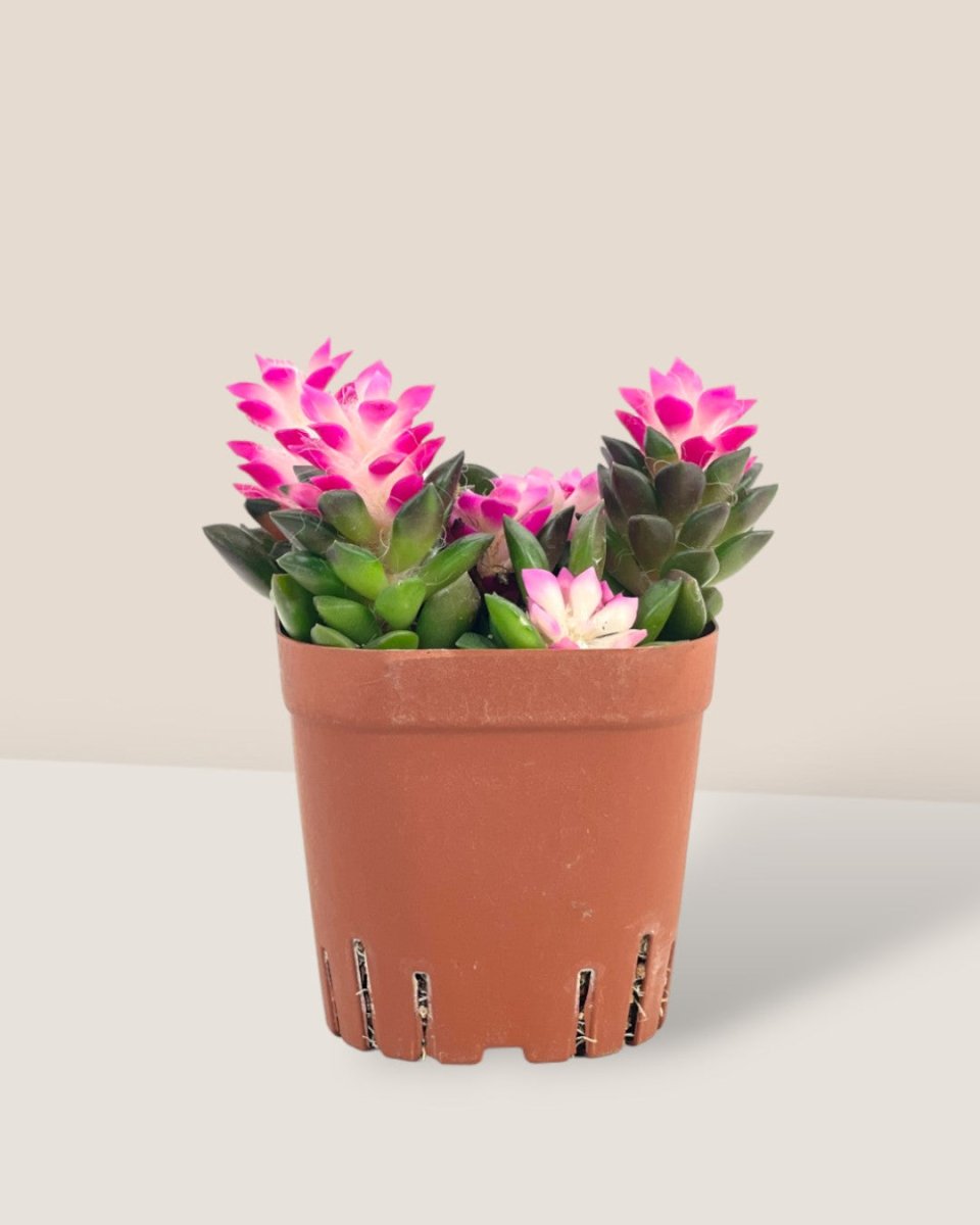 Little Sunrise Succulents - grow pot - Potted plant - Tumbleweed Plants - Online Plant Delivery Singapore