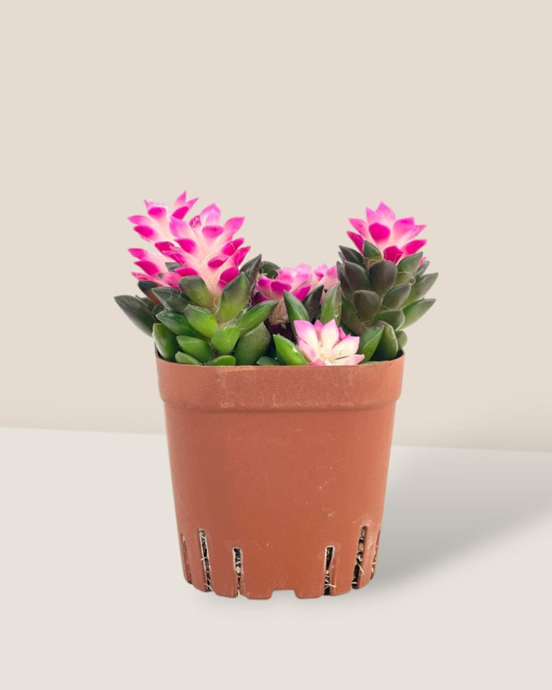 Little Sunrise Succulents - grow pot - Potted plant - Tumbleweed Plants - Online Plant Delivery Singapore