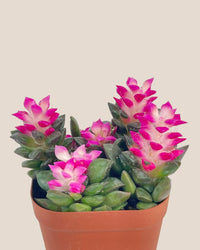 Little Sunrise Succulents - grow pot - Potted plant - Tumbleweed Plants - Online Plant Delivery Singapore