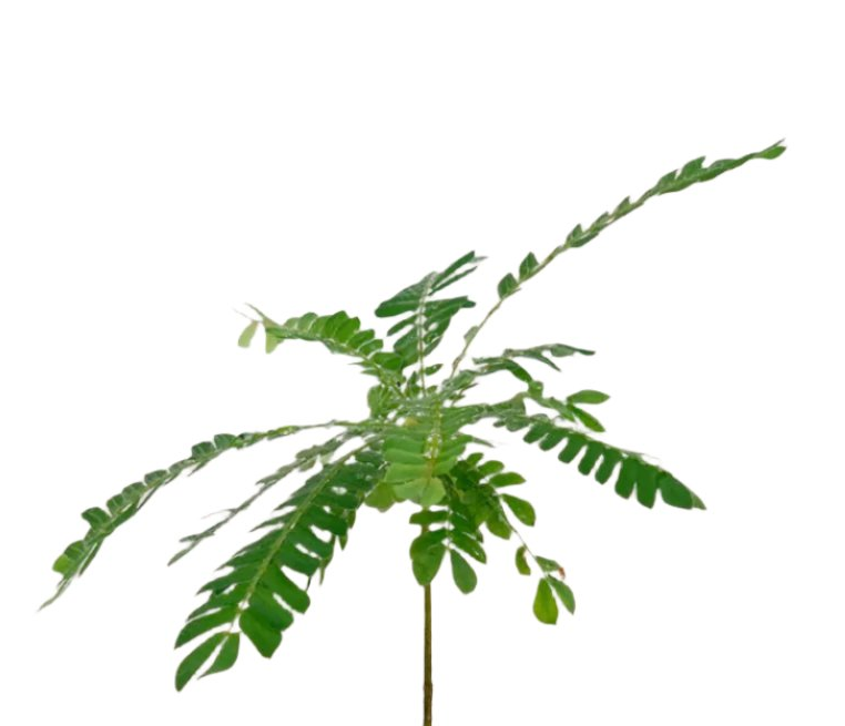 Little Tree Plant 'Biophytum sensitivum'