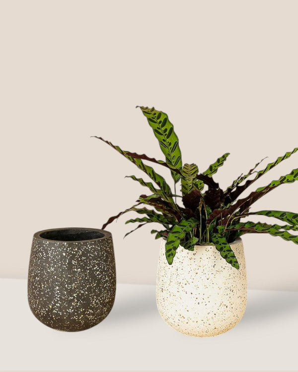 little plant pots Buy Little Tulip Pots - Best Prices Singapore