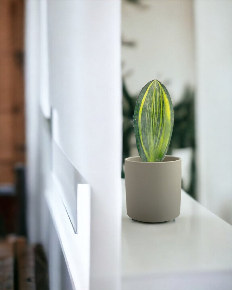 Whale Fin Snake Plant - plastic pot - Potted plant - Tumbleweed Plants - Online Plant Delivery Singapore