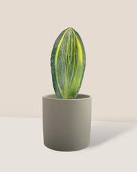 Whale Fin Snake Plant - plastic pot - Potted plant - Tumbleweed Plants - Online Plant Delivery Singapore