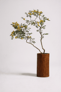 Locust Flower Tree - Real - Trunk Artificial - artifi - 5516314535781 - Tumbleweed Plants - Online Plant Delivery Singapore