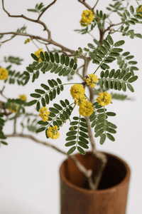 Locust Flower Tree - Real - Trunk Artificial - artifi - 5516314535781 - Tumbleweed Plants - Online Plant Delivery Singapore