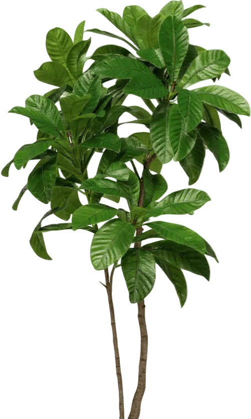 Loquat Tree (Life-like Artificial)