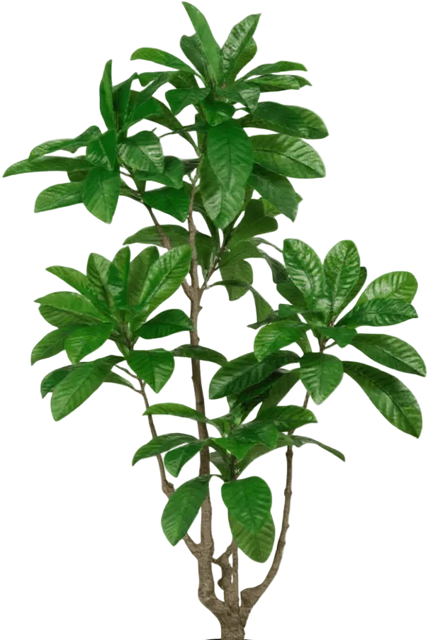 Loquat Tree (Life-like Artificial)