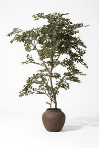 Banyan Tree - Real - Trunk Artificial - Potted plant - POTT - BANY - MRS - 7272 - Tumbleweed Plants - Online Plant Delivery Singapore