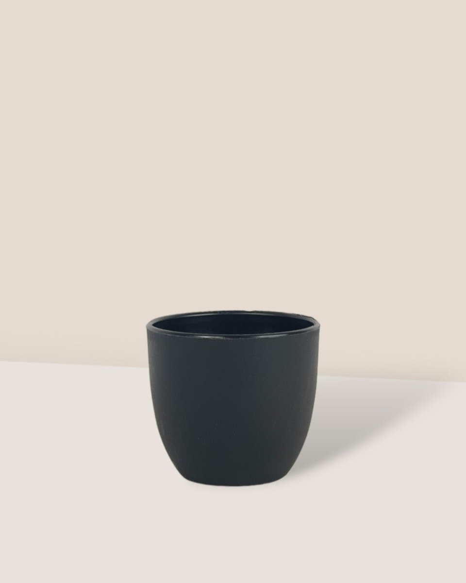 Mini Luxe Plastic Pot - Black - Pot - Tumbleweed Plants - Online Plant Delivery Singapore