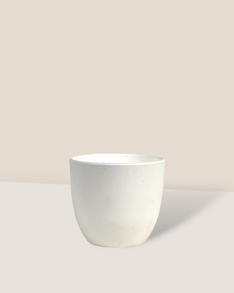 Mini Luxe Plastic Pot - White - Pot - Tumbleweed Plants - Online Plant Delivery Singapore