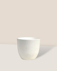 Mini Luxe Plastic Pot - White - Pot - Tumbleweed Plants - Online Plant Delivery Singapore