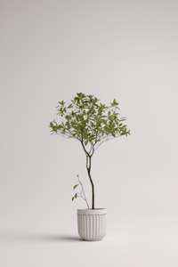 Japanese Andromeda - Real - Trunk Artificial - Potted plant - 5073729371703 - Tumbleweed Plants - Online Plant Delivery Singapore
