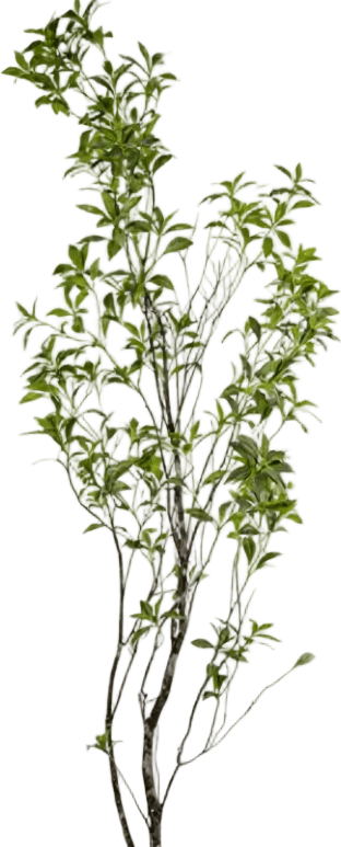 Japanese Andromeda - Real-Trunk Artificial