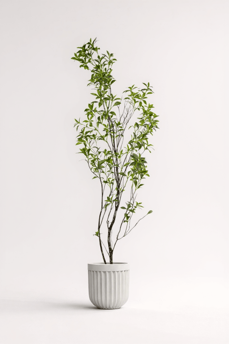 Japanese Andromeda - Real - Trunk Artificial - Potted plant - 5073729371704 - Tumbleweed Plants - Online Plant Delivery Singapore