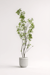 Japanese Andromeda - Real - Trunk Artificial - Potted plant - 5073729371704 - Tumbleweed Plants - Online Plant Delivery Singapore