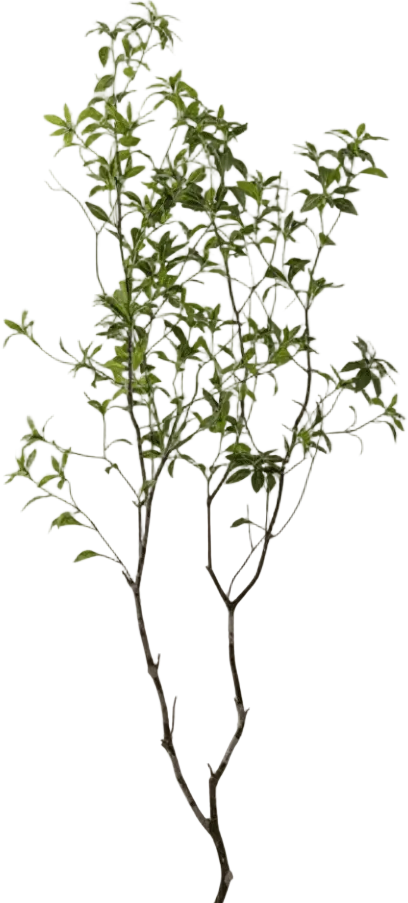 Japanese Andromeda - Real-Trunk Artificial