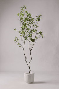 Japanese Andromeda - Real - Trunk Artificial - Potted plant - 4901286369025 - Tumbleweed Plants - Online Plant Delivery Singapore