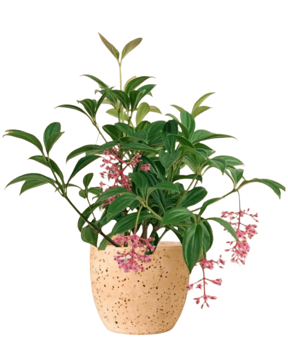 Medinilla Plant - dwarf paired with little egg pot pink