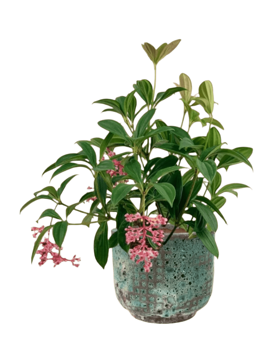 Medinilla Plant - dwarf paired with xian planter