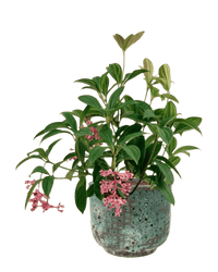 Medinilla Plant - dwarf paired with xian planter