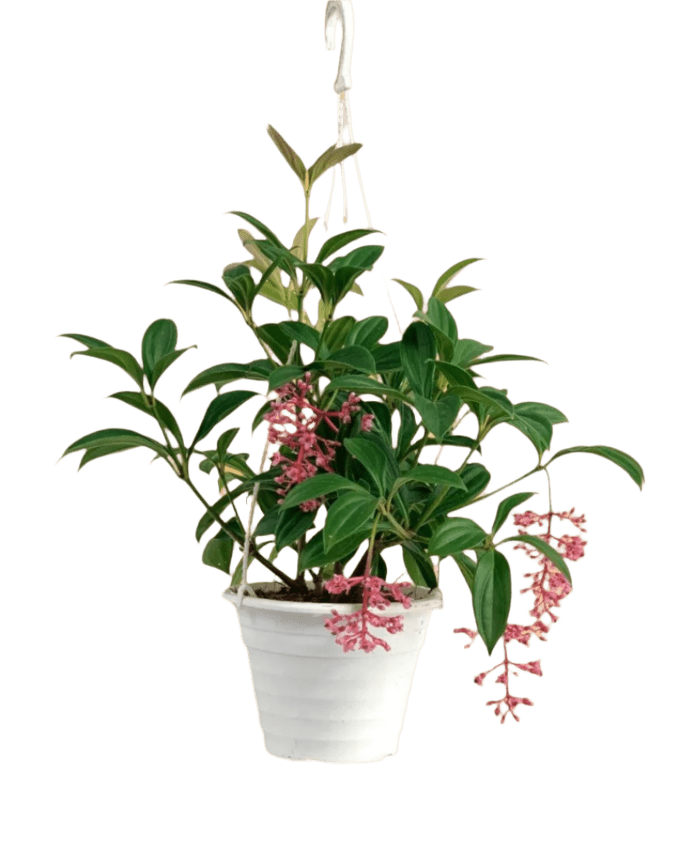 Grow Pot